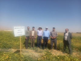 بازدید علمی از پروژه‌های تحقیقاتی و ازدیادی ارقام جدید لوبیا در بروجرد