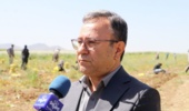 برداشت موفق کشت آبی موسیر در روستای چنارحمام خرم‌آباد