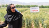 فرآیندی دانش‌بنیان برای ارتقای امنیت غذایی