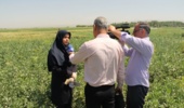 دستاوردهای جدید به‌نژادی باقلا؛ از رقم بدون تانن تا ارقام مناسب صنایع تبدیلی