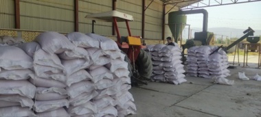 نمونه‌برداری از پارت‌های گندم در ایستگاه تحقیقات چندمنظوره سراب چنگایی انجام شد