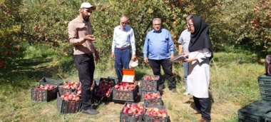 برگزاری روز مزرعه برداشت سیب و کیل‌گیری سیب درختی در بروجرد