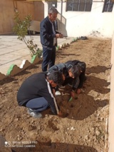 آماده سازی و کاشت پیاز سیر توسط هنرجویان پایه دهم و یازدهم با هدایت مربیان