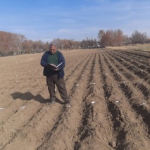 پایان کاشت پروژه‌های زنگ زرد، زنگ سیاه و بیماری‌های گیاهی در پردیس تحقیقات و آموزش کشاورزی بروجرد