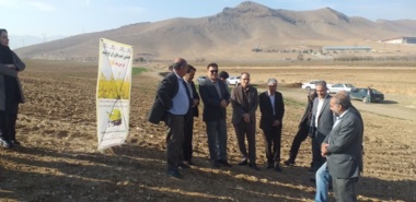 عوامل اختلال در سبز شدن کلزا؛ ارائه نسخه علمی برای نجات مزرعه ۴۰ هکتاری