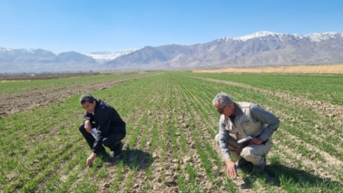 بازدید تخصصی از مزارع بذری ایستگاه  و پردیس تحقیقات و آموزش کشاورزی بروجرد