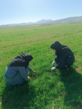 بازدید کارشناسان گیاهپزشکی از مزارع گندم و جو و گلخانه‌های خیار حوزه رباط