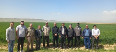 بازدید میدانی مسئول ثبت و گواهی بذر و نهال واحد استان از مزارع بذری شهرستان کوهدشت