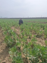 تمرکز محققان بر به‌نژادی ارقام درشت‌دانه و کم‌آب‌بر برای سازگاری با اقلیم لرستان