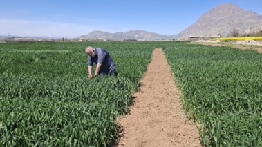 بازبینی تخصصی مزارع بذری در لرستان؛ آغاز فصل تصمیم‌های علمی و عملیاتی