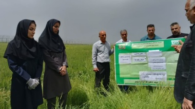 روز انتقال یافته‌های تحقیقاتب «مبارزه با عوامل خسارت‌زای مزارع گندم؛ سن غلات و بیماری زنگ زرد»