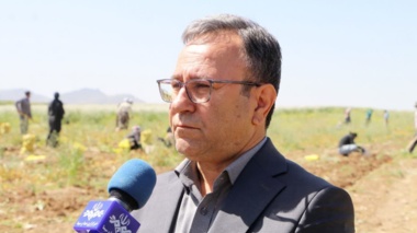 برداشت موفق کشت آبی موسیر در روستای چنارحمام خرم‌آباد
