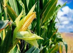 توصیه های کودی ذرت