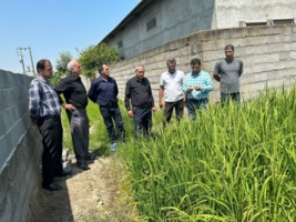 برگزاری کلاس آموزش عملی مدیریت بیماری‌ها و آفات برنج در روستای عربخیل بهنمیر