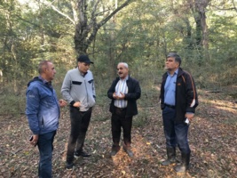 حمایت و حفاظت درختان ممرز؛ مأموریت علمی برای نجات میراث سبز مازندران