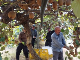 بازدید میدانی از باغات کیوی عباس آباد برای انتخاب باغدار نمونه استان