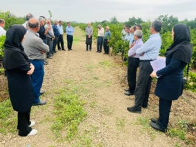 رزمایش سراسری پدافند غیرعامل در جویبار؛ بسیج باغداران علیه مگس میوه مدیترانه‌ای