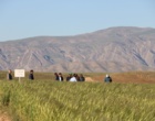 ایستگاه تحقیقات کشاورزی دیم شیروان؛ پیشگام ۳۰ ساله در تولید دانش و معرفی ارقام مقاوم