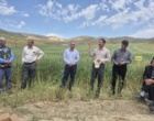 برگزاری روز مزرعه مقایسه ارقام گندم دیم خراسان شمالی  - بجنورد
