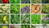 شناسایی ۴۰۰ گونه گیاه دارویی در خراسان‌شمالی