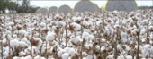 رتبه ۵ در محصول پنبه و رتبه اول در محصول کاملینا