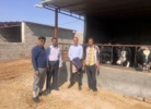 بازدید محقق معین از دامداری های روستای امین آباد شهرستان اسفراین