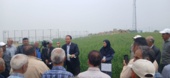 ‌برگزاری روز مزرعه در مزرعه الگویی PVS و PNT