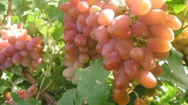 خراسان شمالی خاستگاه ژنتیکی انگور کلاهداری در ایران است