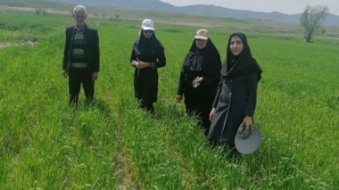 از مزارع گندم و جو شهرستان مانه، استان خراسان شمالی