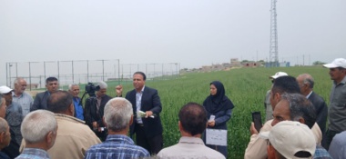 ‌برگزاری روز مزرعه در مزرعه الگویی PVS و PNT
