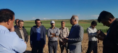 ایستگاه تحقیقات کشاورزی دیم شیروان؛ پیشگام ۳۰ ساله در تولید دانش و معرفی ارقام مقاوم