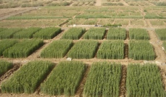 عضو هیات علمی مرکز ملی تحقیقات شوری بر انتخاب نوع کودهای نیتروژنی بر کاهش میزان هدرروی کود بصورت گاز آمونیاک تاکید کرد.