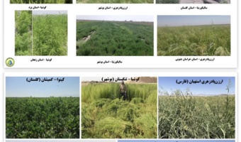 برگزاری جلسه برنامه‌ریزی کشت گیاهان شورزیست در سال زراعی جدید