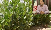 مدیریت بهزراعی عملکرد روناس را تا دو برابر افزایش میدهد