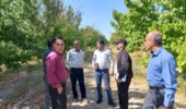 ارتقای دانش فنی زرد آلو کاران ابرکوهی