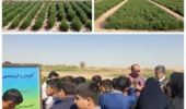 کاشت گیاه سالیکورنیا با هدف تنوعبخشی به محصولات کشاورزی و استفاده از منابع آب بسیار شور برای تولید علوفه و دانه روغنی