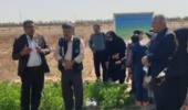 با بهینه سازی و مدیریت مصرف منابع آب و خاک، امکان تولید بیش از چهار تن دانه کینوا در هر هکتار وجود دارد.