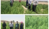 بازدید از مزارع پایلوت کوشیا در استان بوشهر