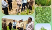 بازدید رئیس سازمان جهاد کشاورزی استان بوشهر از مزارع پایلوت گیاه کوشیا  در استان