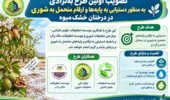 تصویب اولین طرح به نژادی به‌منظور دستیابی به پایه‌ها و ارقام متحمل به شوری در درختان خشک‌میوه