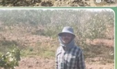 برنامه پایش شوری خاک در باغات پسته اصفهان و کرمان