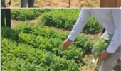 تنوع‌بخشی به محصولات کشاورزی با ارزیابی تحمل به شوری و معرفی گونه‌های گیاهی فراموش شده