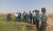 توصیه بر انتخاب گونه و روش کاشت مناسب گیاه با توجه به کیفیت آب آبیاری