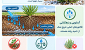 آبشوئی موثر و زهکش مناسب فاکتورهای اصلی خروج نمک از ناحیه ریشه در اراضی شور