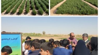 کاشت گیاه سالیکورنیا با هدف تنوع‌بخشی به محصولات کشاورزی و استفاده از منابع آب بسیار شور برای تولید علوفه و دانه روغنی