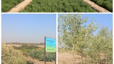 ضرورت تقویت نگاه فنی و مهندسی به مساله شوری کشور؛ وضعیت فعالیتهای مزرعه تحقیقات شوری صدوق مطلوب است.
