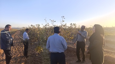 بازدید پژوهشگران مرکز ملی تحقیقات شوری از باغات پسته خسروشاه در آذربایجان شرقی