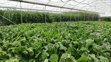 مکانیابی اجرای طرح مشترک بین مرکز ملی تحقیقات شوری و موسسه تحقیقات گیاه‌پزشکی انجام شد