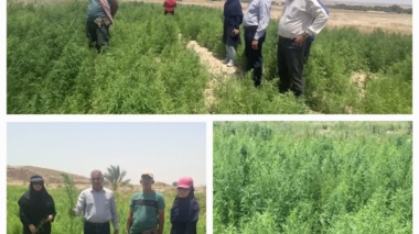 بازدید از مزارع پایلوت کوشیا در استان بوشهر