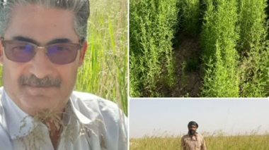 کشاورزی شورزیست راهکاری مؤثر برای افزایش تاب‌آوری کشاورزی و امنیت غذایی است.
